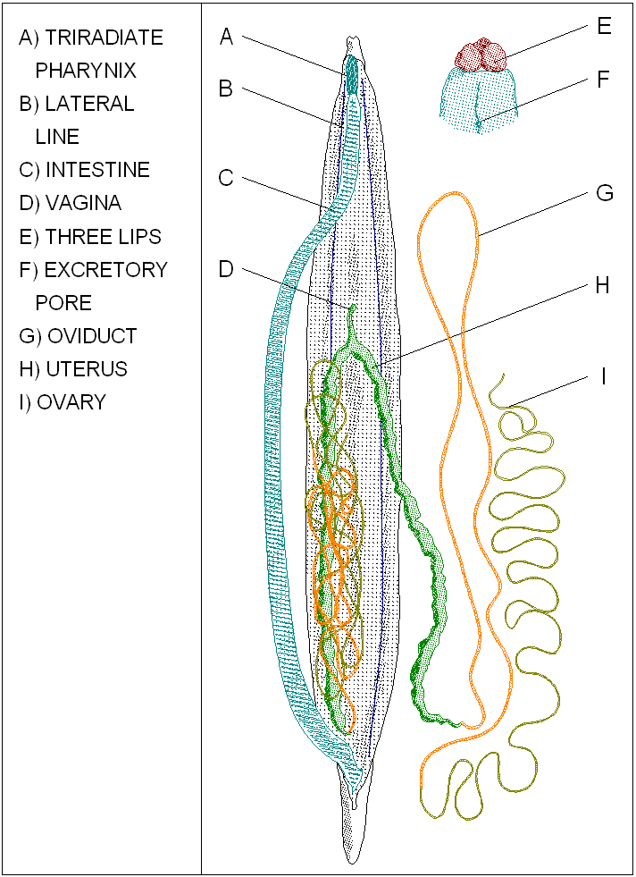 Basic Nematod Anatomy